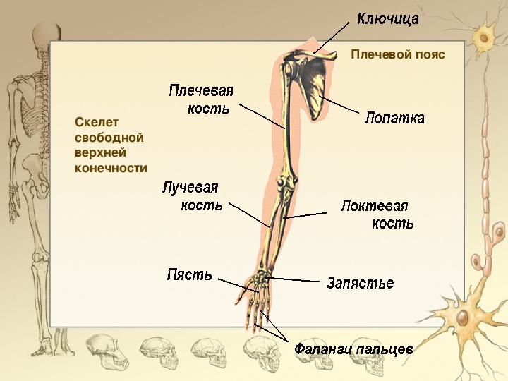 Найдите и назовите отделы свободной конечности. Скелет верхней конечности человека биология 8 класс. Скелет верхней конечности человека биология 8. Схема строения верхней конечности. Скелет верхней конечности схема.