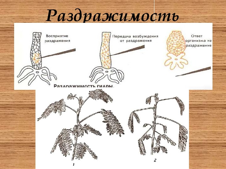 Раздражимость свойство живых организмов 6 класс презентация пасечник линия жизни