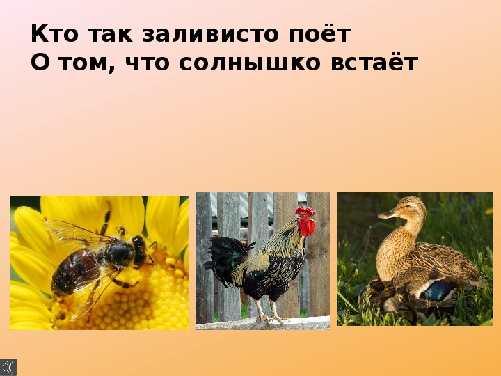 Презентация по удмуртскому языку на тему "Домашние животные - пудоос"