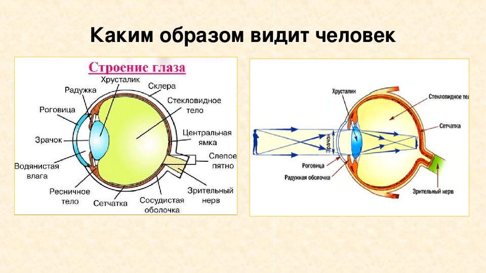 Почему человек видит фигуры такими. Как видит глаз. Строение глаза как мы видим. Как видит человек.