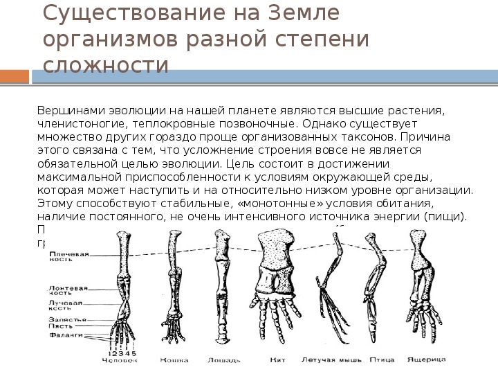 Существование соответствующий. Существование организмов. Как можно объяснить существование на земле. Организмы на земле. Существование и устройство организма.