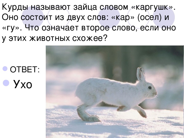Текст про зайца. Той заяц. Слово заяц. Предложение про зайца.