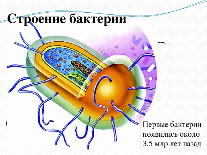 Бактерии 5 класс. Модель бактериальной клетки 5 класс биология. Макет и строение бактерии. Строение бактерии 5 класс. Модель бактериальной клетки своими руками.