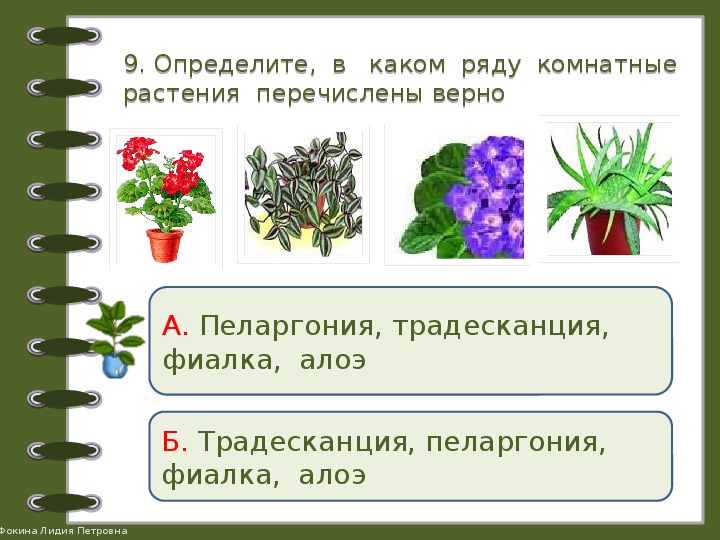 Тест окружающий мир 2 класс растения. Комнатные растения задания. Задания по комнатным растениям.