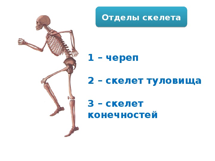 К внутреннему скелету относятся. Отделы скелета. Основные отделы скелета человека. Осевой отдел скелета. Скелет человека 8 класс биология.