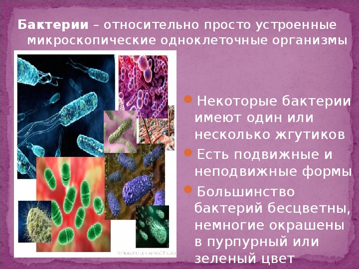Жизнедеятельность бактерий 5. Бактерии имеют. Пурпурные бактерии. Подвижные и неподвижные бактерии. Зеленые и пурпурные бактерии.