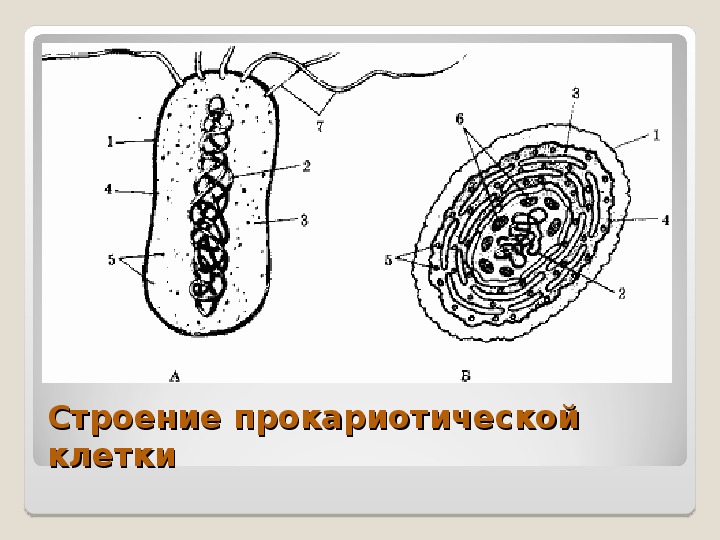 Клетка изображенная на рисунке является. Цианобактерии строение. Какая клеточная структура изображена на рисунке. Какая структура клетки изображена на рисунке. Рибосомы у цианобактерий.