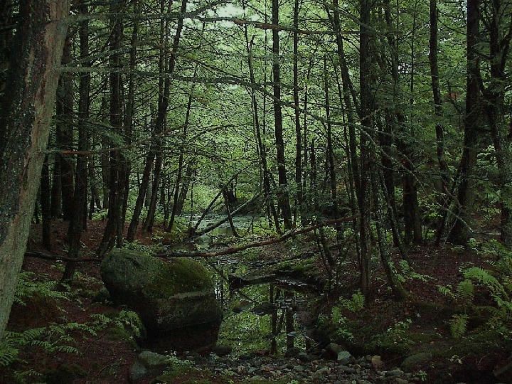 Danger forest. Тайга чаща непролазная. Непролазная Сибирская Тайга Леший. Опасный лес. Лесные заросли.