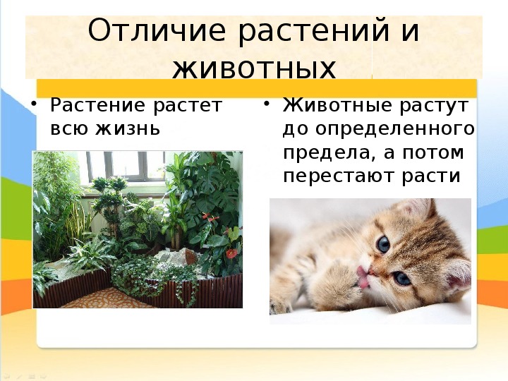 Чем животные отличаются от растений кратко. Отличие животных от растений.