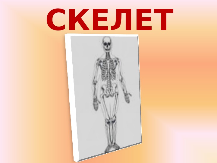 "Отделы скелета человека" (биология, 8 кл.)