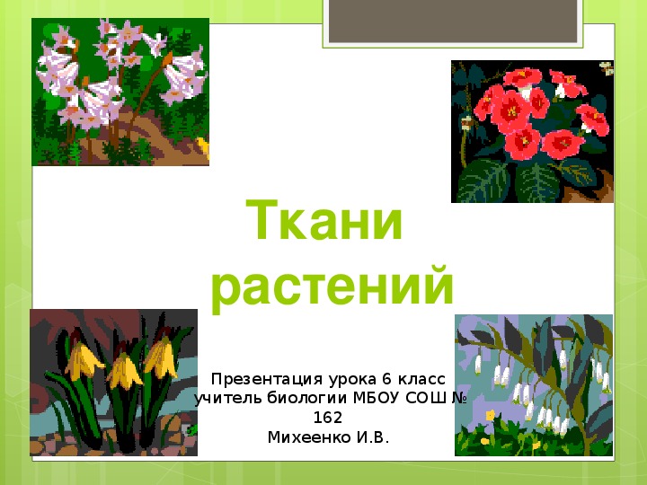 Презентация по географии "Ткани растений" (6 класс)
