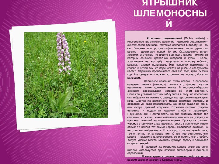 Проект "Лекарственные растения Подмосковья занесенные в Красную книгу" (3 класс)