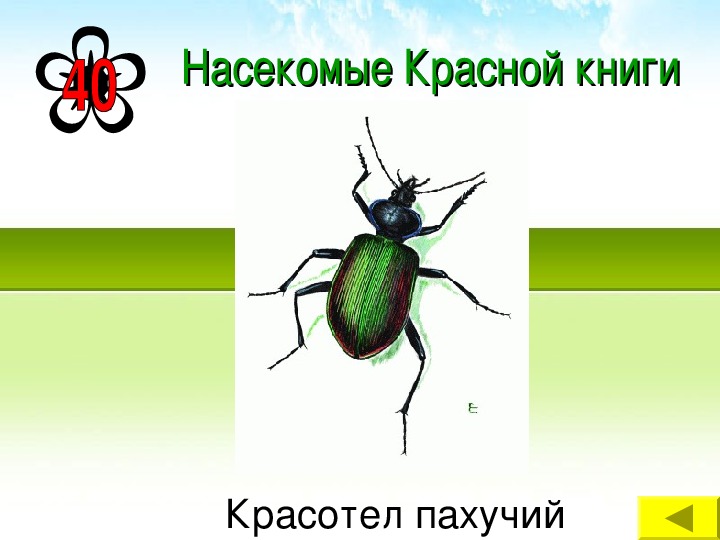 В какой природной зоне обитает жук красотел