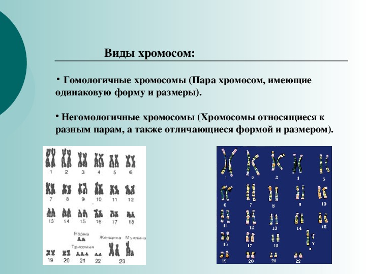 Идентичные участки гомологичных хромосом. Негомологичные хромосомы. Не гомологичных хромлсомы.