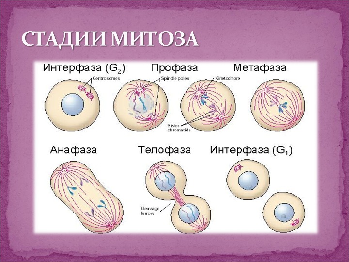 Биологический смысл деления клетки. Митоз процесс биология 9 класс. Биология 9 класс интерфаза, митоз. Схема митоза биология 9 класс. Фазы митоза схема.