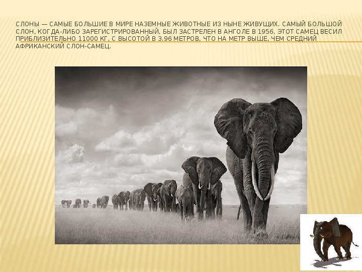 Сколько слонов в мире. Группа к которой относятся слоны. Биохимический критерий африканского слона. Сколько весит слон самый большой в мире. Высота африканского слона в метрах.
