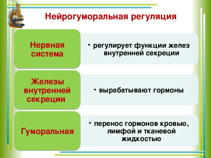 Презентация по биологии эндокринная система 8 класс