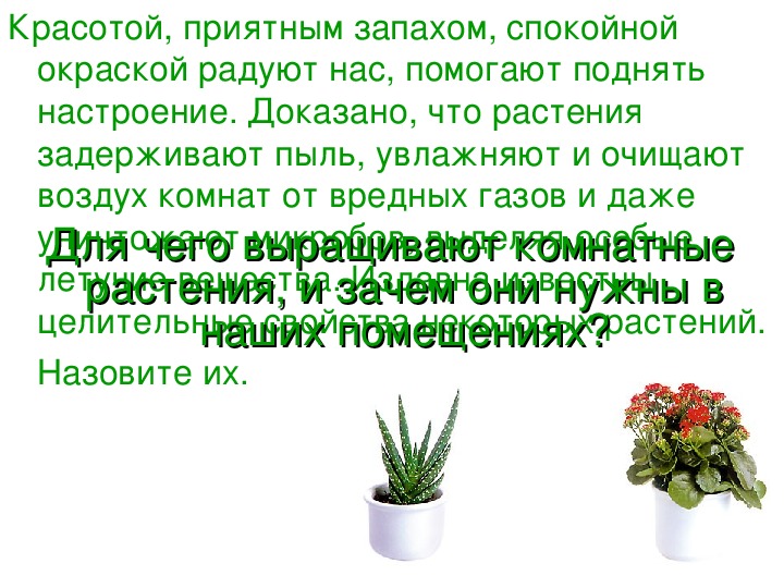 Проект комнатные растения 2 класс окружающий мир