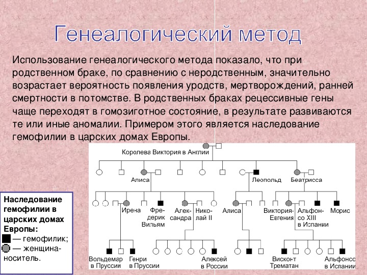 Генеалогический метод фото