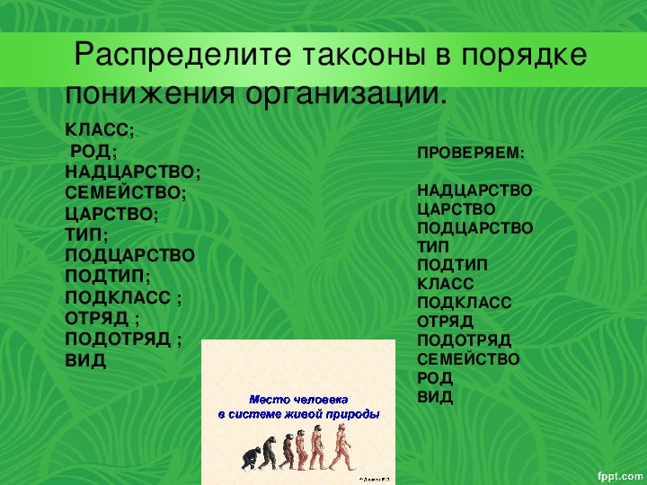 Род семейство отряд. Царство Подцарство Тип класс семейство род вид. Надцарство царство Подцарство Тип класс отряд семейство род вид. Царство Подцарство Тип Подтип класс отряд семейство род вид. Класс подкласс отряд подотряд семейство.