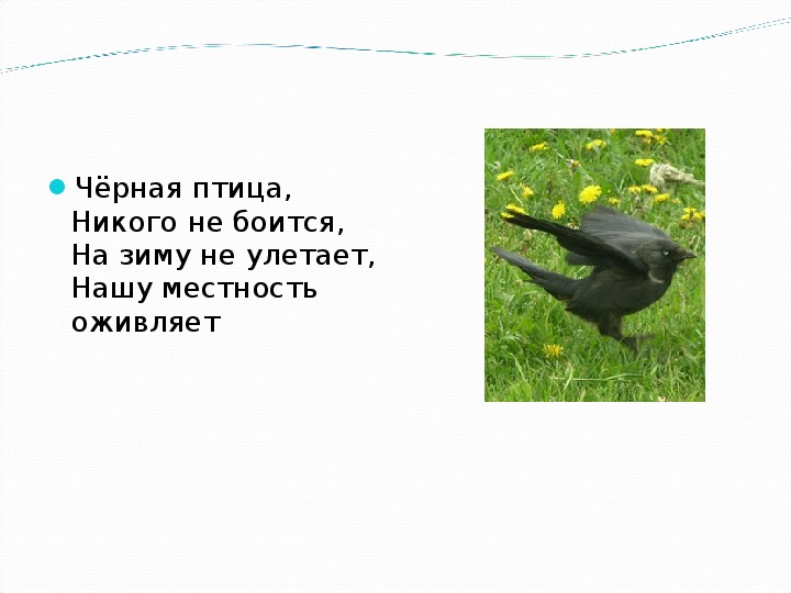 Презентация по биологии на тему "Птицы культурных ландшафтов" (7 класс)