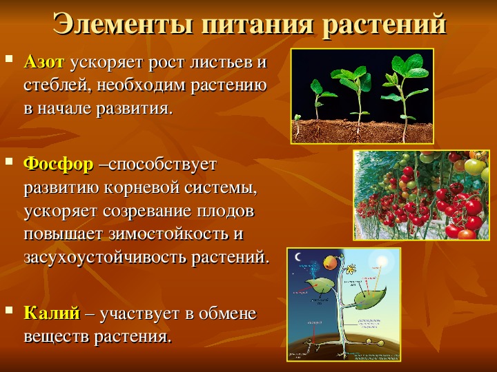 Значение роста в жизни растений 5. Питание растений. Влияние удобрений на растения. Влияние азота фосфора и калия на растения. Элементы растений.