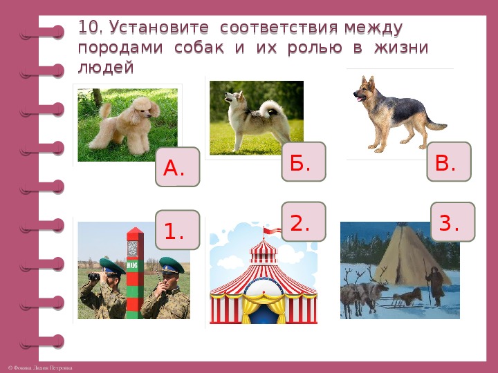 Животное проверочное. Породы собак задания для детей. Задание по окружающем мире про собак. Задания про кошек и собак. Собака задания для дошкольников.