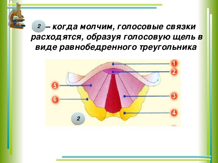 Тема дыхание 8 класс биология. Когда голосовые связки расходятся наиболее широко. Голосовые связки когда человек молчит. Расхождение связок голосовых. Правая и левая голосовые связки образованы:.