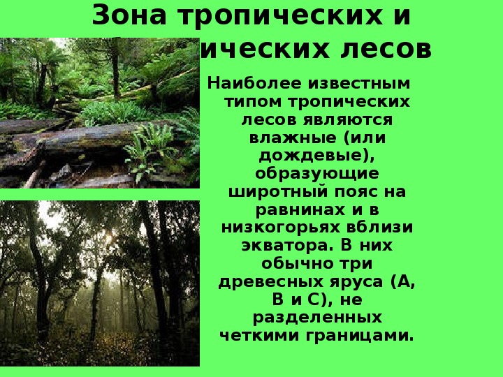 Растения характерные для субтропических лесов. Субтропические леса растительный мир. Растения субтропических лесов. Субтропический лес растения. Растения субтропических лесов России.
