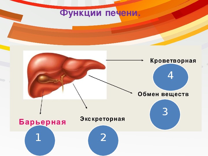 Печень в организме человека расположение в картинках