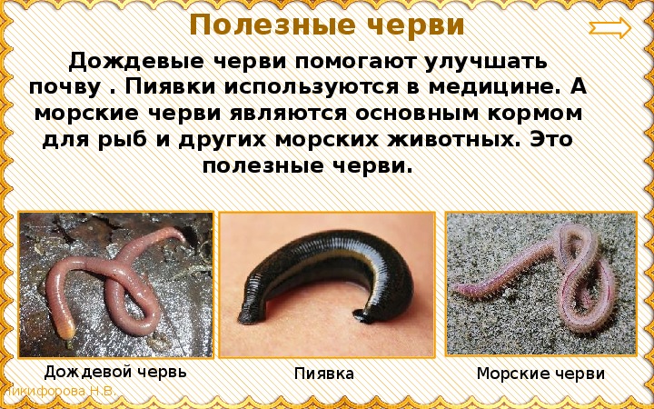 Польза червей. Дождевые черви полезные. Полезные земляные черви.