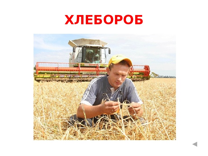 В какое время года убирают хлеб. В какое время года убирают хлеб