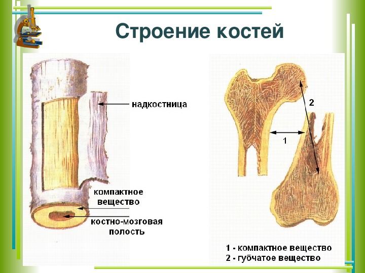 Строение кости рисунок егэ