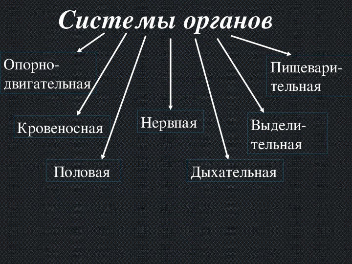 Системы животных 7 класс