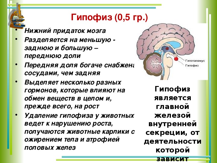 Презентация по биологии эндокринная система 8 класс