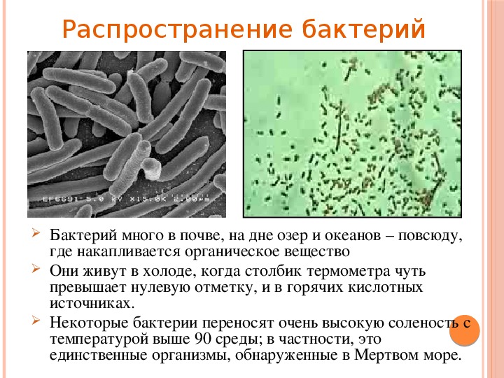 Урок "Бактерии" 5 класс биология