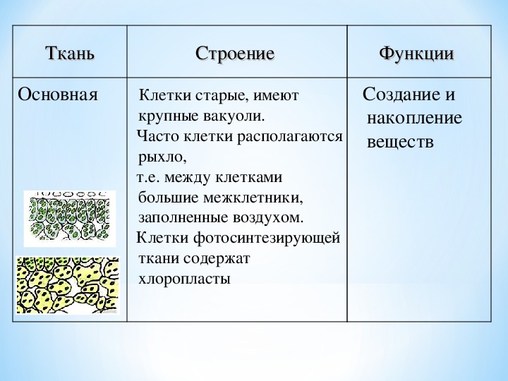 Функции тканей. Вакуоли особенности строения и функции. Вакуоль строение и функции. Вакуоли строение и функции таблица. Строение и функции вакуоли клетки.