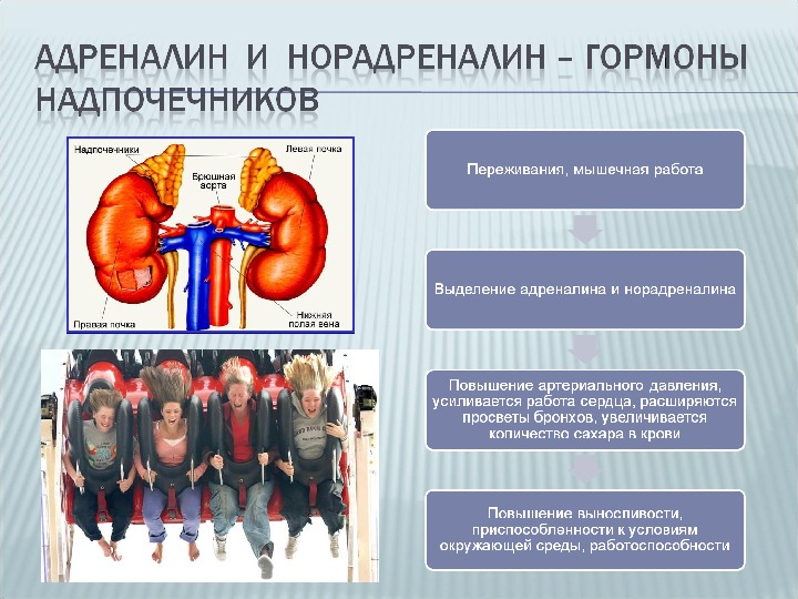 Найди рисунок на котором изображена железа вырабатывающая гормон адреналин