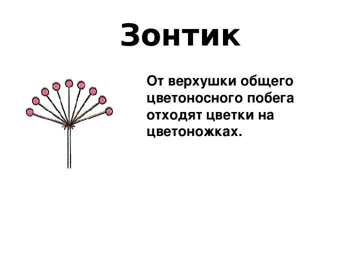 Простой зонтик. Схема соцветия зонтик. Соцветие зонтичных схема. Соцветие простой зонтик. Сложный зонтик схема.