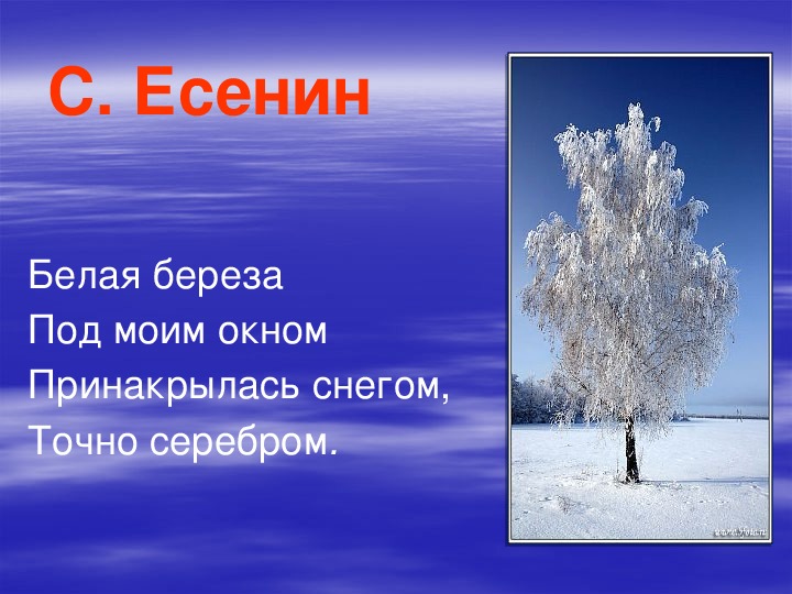 Белая береза есенин 2 класс. Есенин белая берёза под моим окном. Белая берёза под моим окном стих.