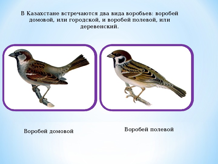 Разновидности воробьев в картинках с названиями