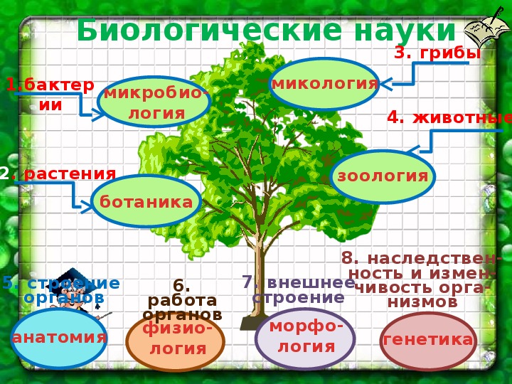 Области науки биологии 5 класс. Биология наука о живой природе 5 класс. Науки биологии 5 класс. Семья биологических наук 5 класс биология. Экскурсия по биологии.