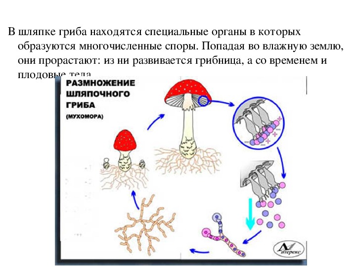 Спора гриба рисунок. Шляпочные грибы строение размножение. Образование спор у грибов. Споры шляпочных грибов. Споры грибов образуются.