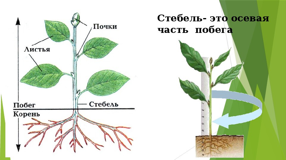 Какие корни образуются на стеблях и листьях. Стебель растения 6 класс биология. Внешнее строение стебля.