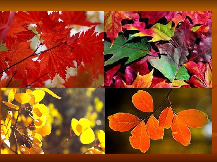 Отчего изменяется окраска листьев. Листья меняют цвет. Изменение окраски листьев. Листья осенью меняют свою окраску. Цвет листьев осенью и лета.