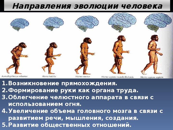 Некоторые эволюционные изменения приводят. Эволюция человека. Этапы развития человека. Стадии развития человека. Стадии происхождения человека.