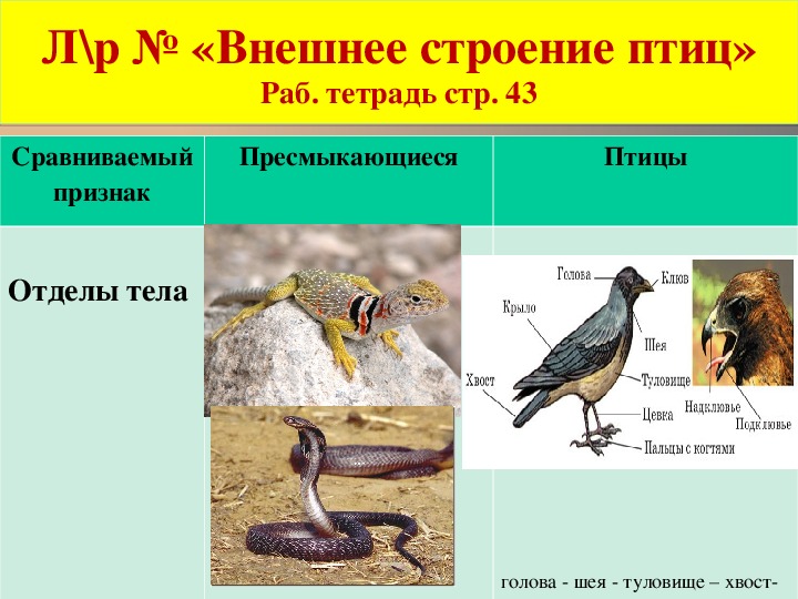 Презентация класс птицы внешнее строение 7 класс