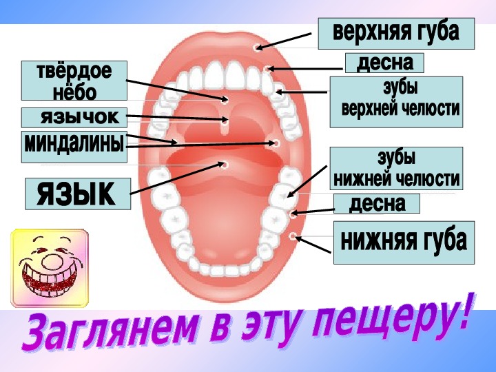 Полость рта презентация