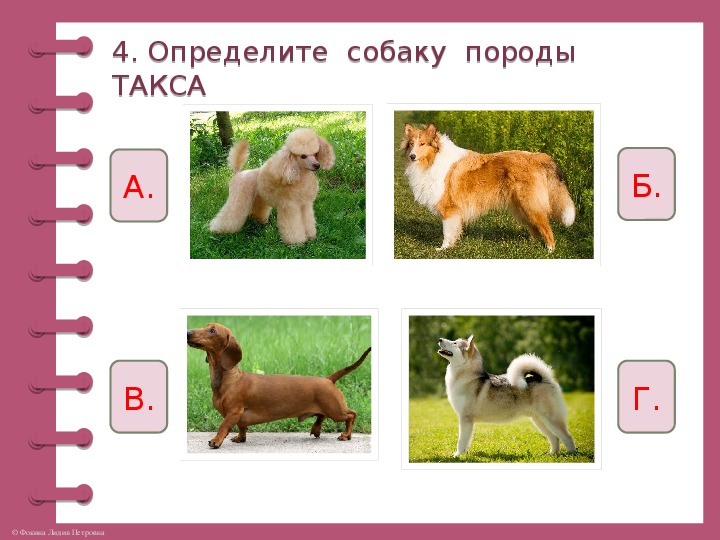 Определение породы собак по фотографии