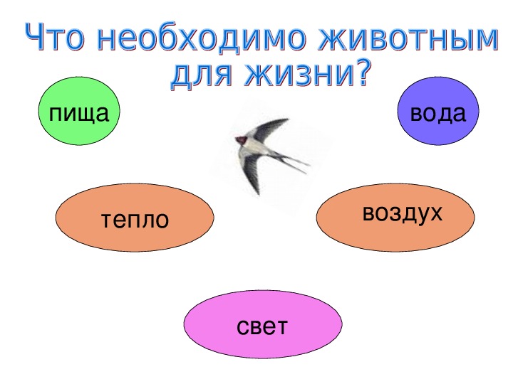 Животное живое существо схема 1 класс окружающий мир